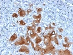 Serum Amyloid A1/A2 Antibody (SAA/326) - Azide and BSA Free, Novus Biologicals 100 &mu;g | Buy Online | Novus Biologicals | Fisher Scientific